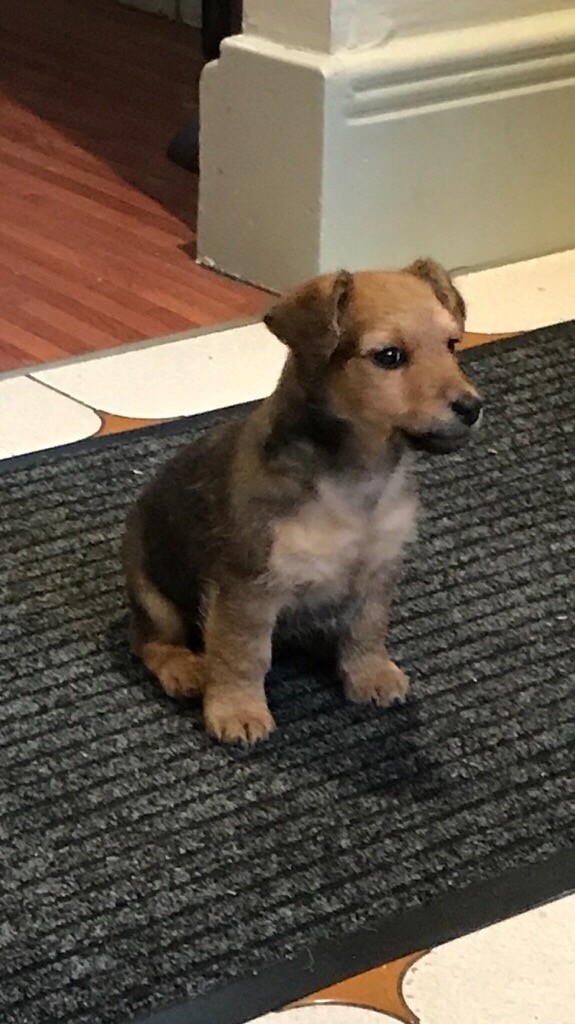 8 weeks old Lakeland terrier cross toy poodle puppies in Newcastle