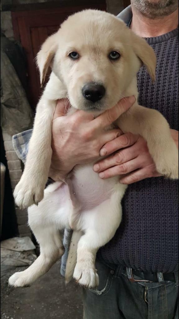 Labrador x husky in Pontyclun, Rhondda Cynon Taf Gumtree