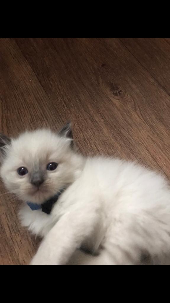 ragdoll boy kittens in Oadby, Leicestershire Gumtree
