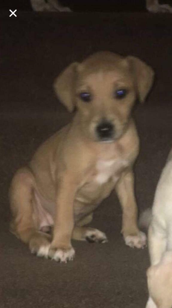 Lurcher/whippet puppies in Southside, Glasgow Gumtree