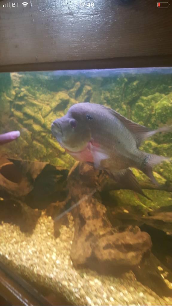 Trimac Cichlid In Alvaston Derbyshire Gumtree