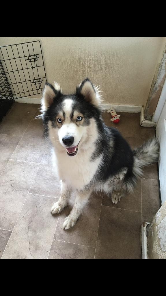Siberian husky for sale in Horwich, Manchester Gumtree