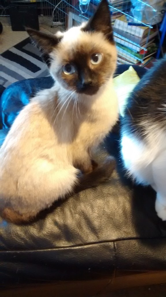 Beautiful 6 month old kitten looking for new home in Bournemouth