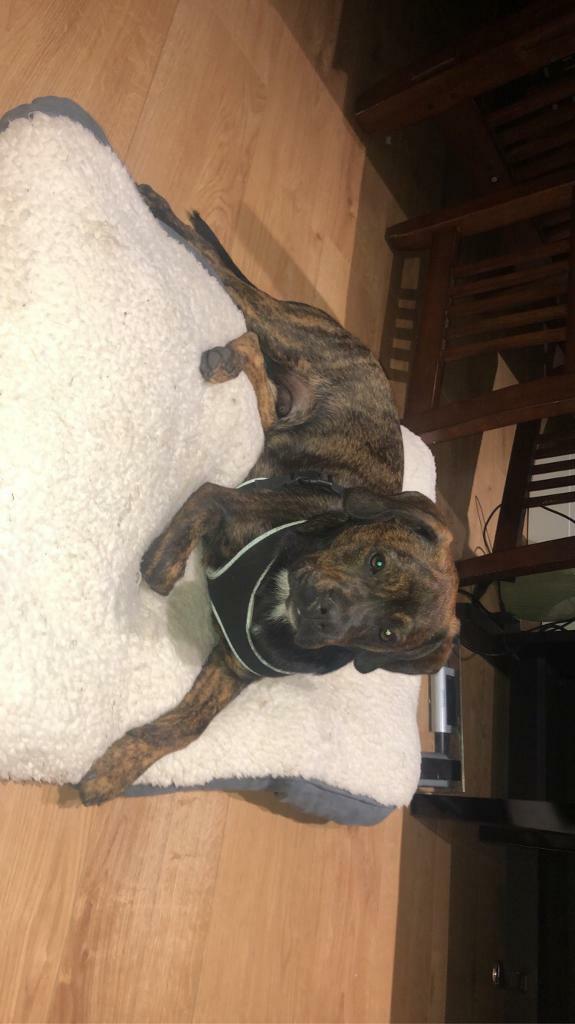 French bulldog X Cockerspaniel Puppy in Bexley, London Gumtree