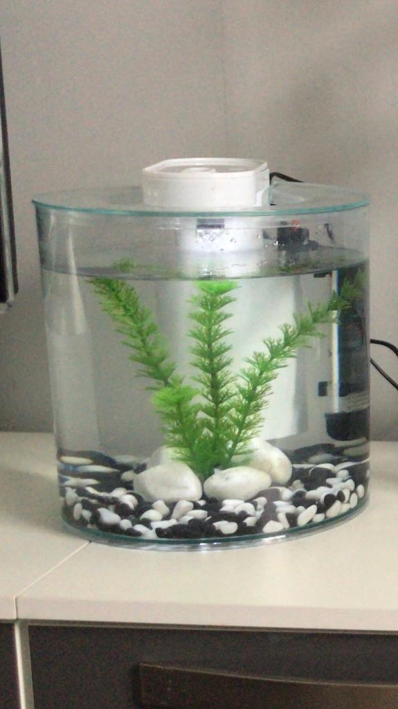 Fish tank with built in filter in Dover, Kent Gumtree