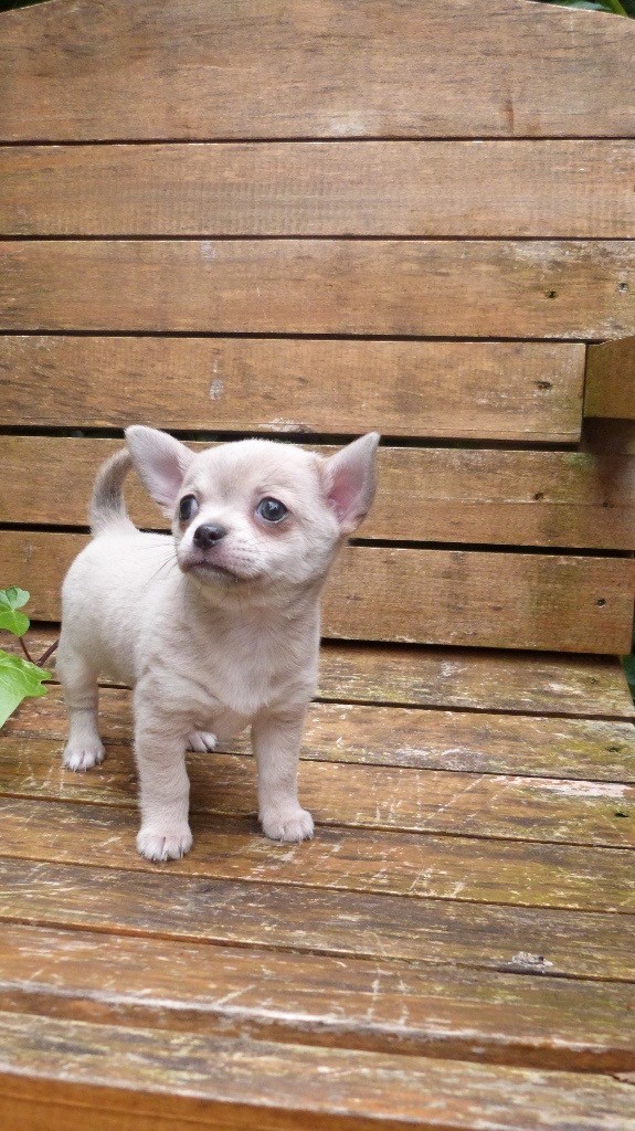 Stunning, Rare LILAC Chihuahua Puppy For Sale. in Clifton