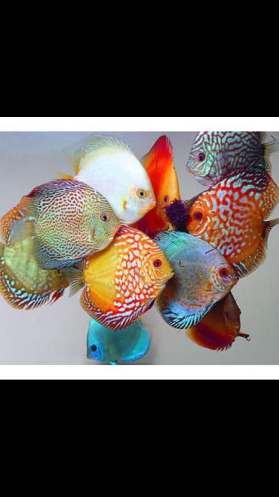 Discus Fish for sale in Rochdale, Manchester Gumtree