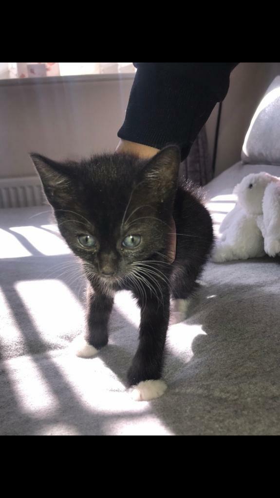 Kittens in Liverpool, Merseyside Gumtree