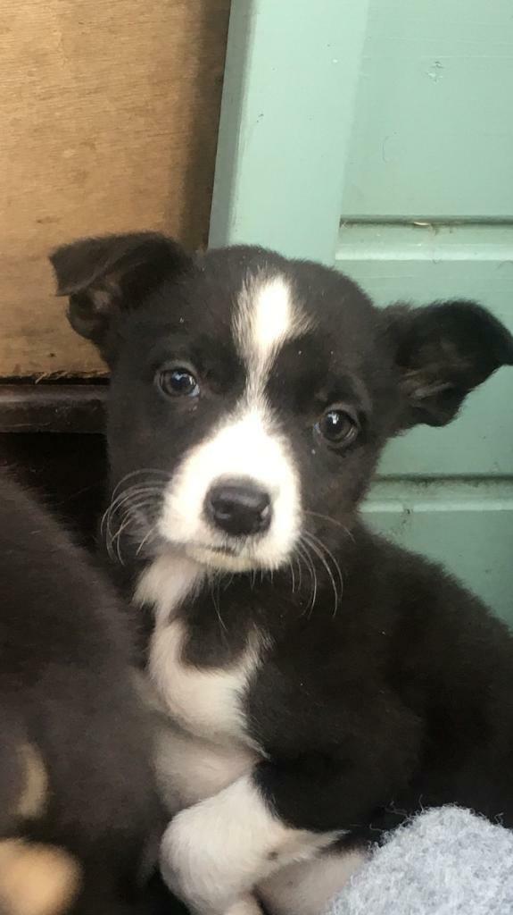 Border Collie sheepdog pup (Bitch) for sale in Lancaster, Lancashire Gumtree