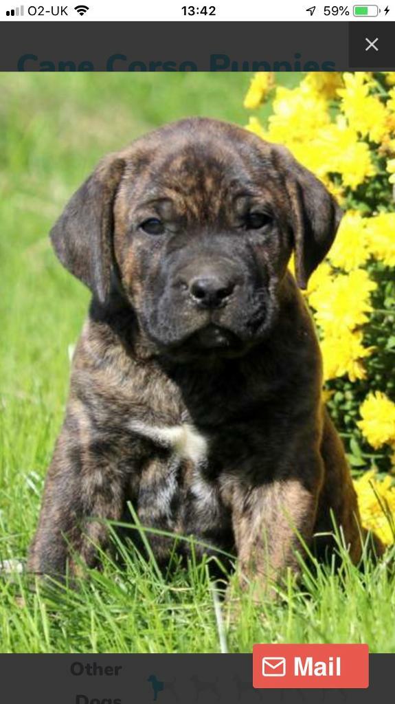 Cane Corso Pups In Romford London Gumtree