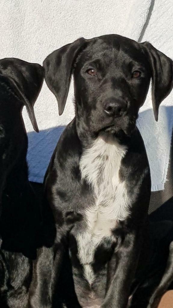 8 month old female lab x in Southwold, Suffolk Gumtree