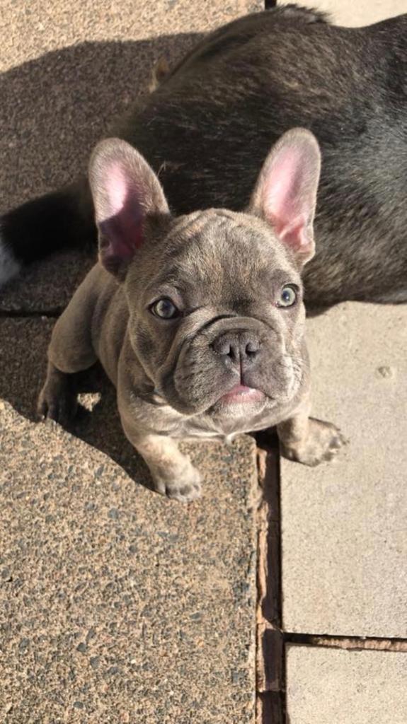 Blue Fawn Male French Bulldog Puppy | in Cyncoed, Cardiff | Gumtree