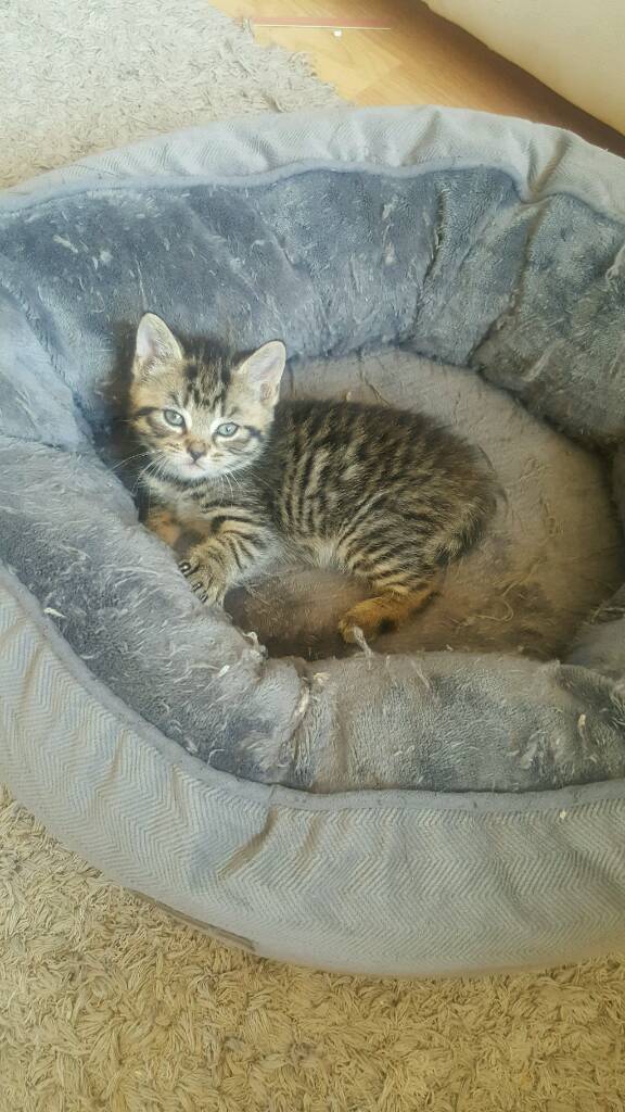 3 kittens left in Fort William, Highland Gumtree