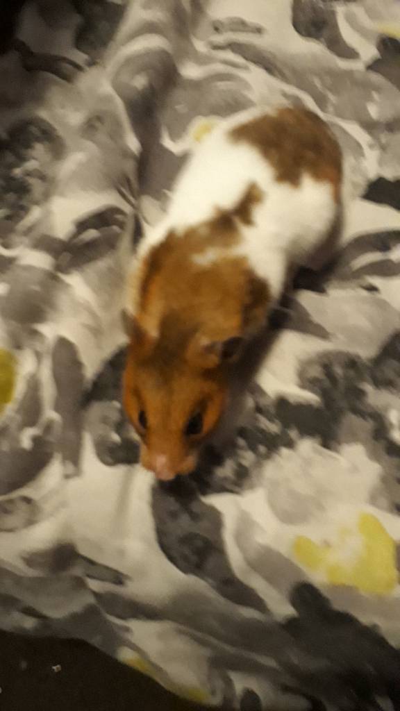 Pet hamster for sale in Craigentinny, Edinburgh Gumtree