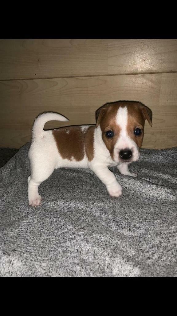 Miniature Jack Russell pup for sale in Bermondsey, London Gumtree