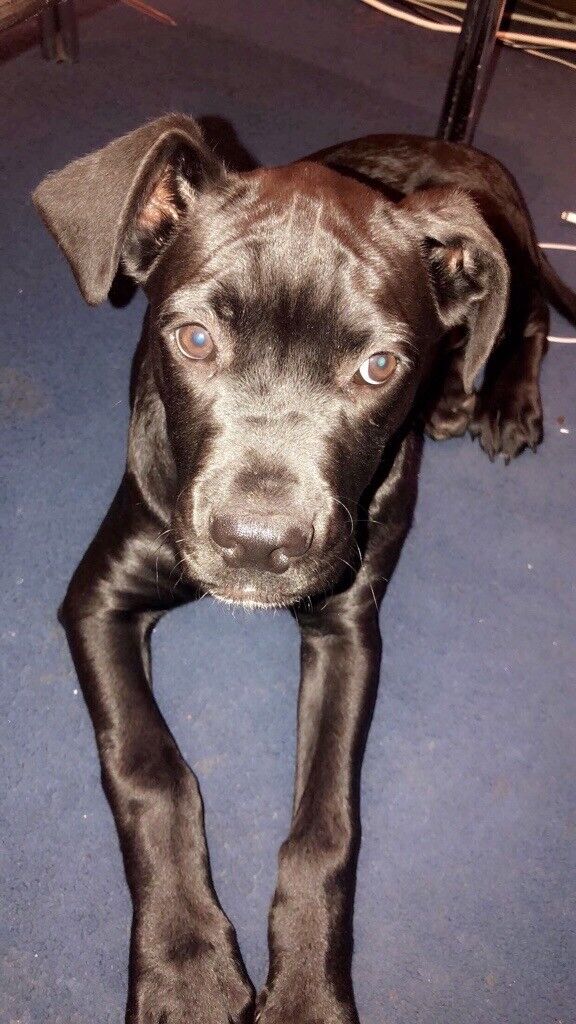 Male Cane corso puppy for sale in Coventry, West