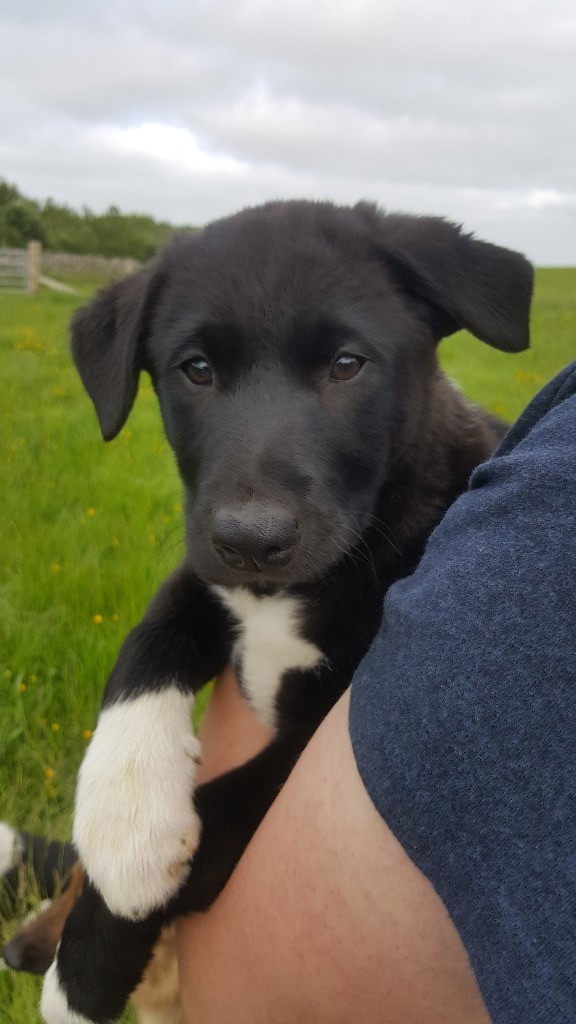 Lab x collie female in Fraserburgh, Aberdeenshire Gumtree