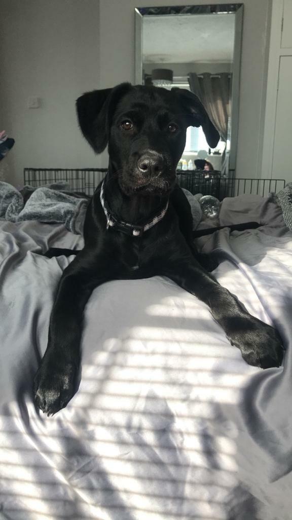 6 months old puppy in Norwich, Norfolk Gumtree
