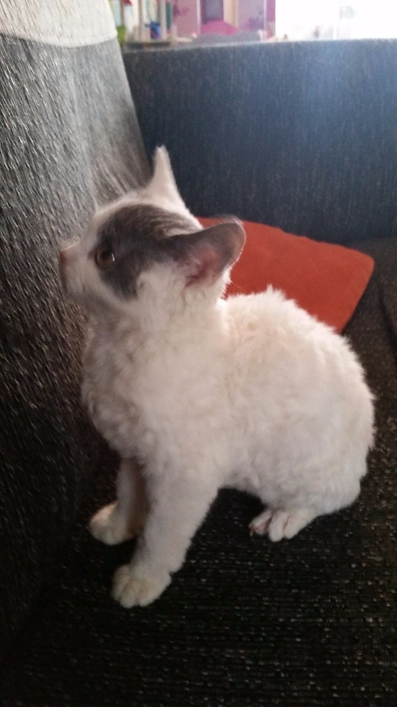 I have a tiny 6 month old selkirk rex kitten for sale in Southampton, Hampshire Gumtree