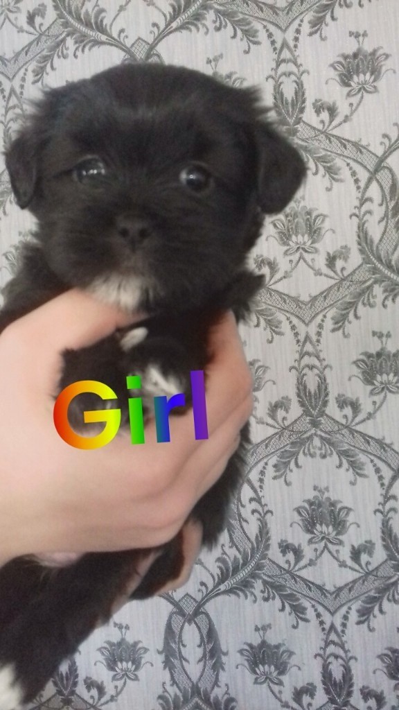 Lhasapoochis puppies for sale in Bargeddie, Glasgow Gumtree