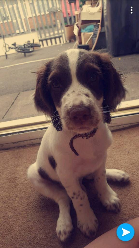 12 week old Springer spaniels in Leicester, Leicestershire Gumtree