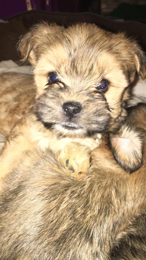 Lhasa apso cross yorkie puppy in Ipswich, Suffolk Gumtree