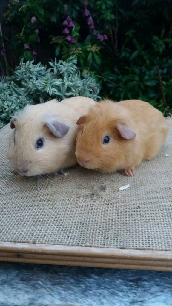 Pairs of male guinea pigs in Sandwell, West Midlands Gumtree