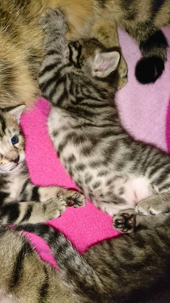 Bengal X Kittens in Bournemouth, Dorset Gumtree