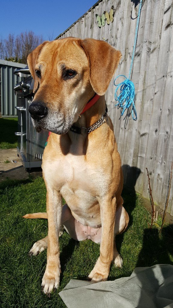 Ridgeback/dane looking for a forever home in Swindon, Wiltshire Gumtree