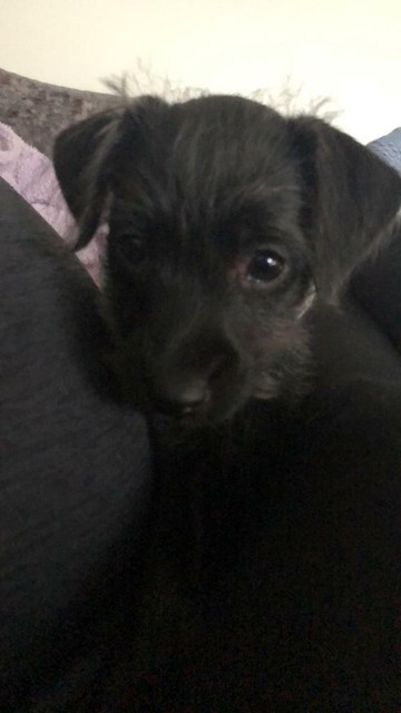 1 Female Patterdale Terrier For Sale In Thornaby County Durham