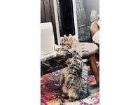 Persian Chinchilla/Himalayan Kittens