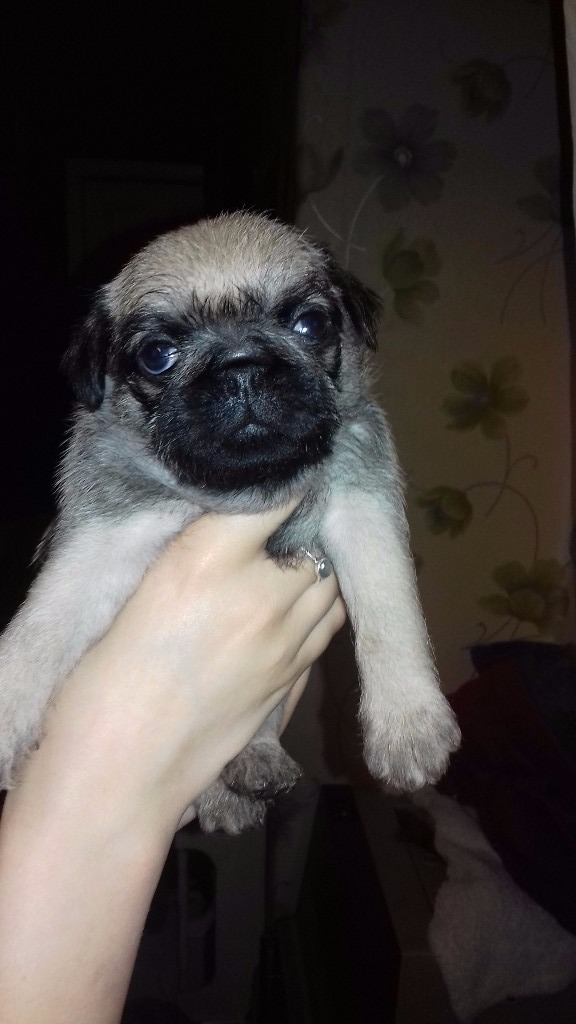 Beautiful pugshires. Pug x Yorkshire terrier in Grimsby, Lincolnshire