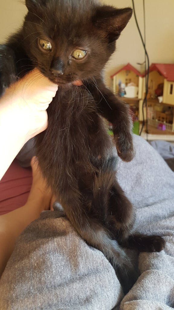 Adorable kittens for sale SOLD!!! in Northfleet, Kent Gumtree