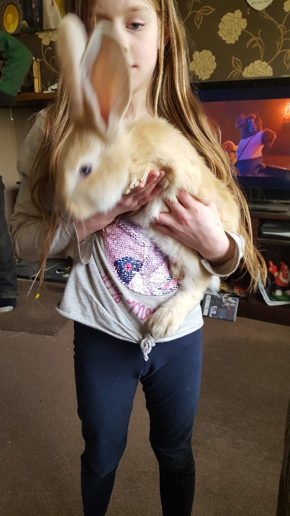Giant continental baby rabbits for sale 2 ginger male boys ...