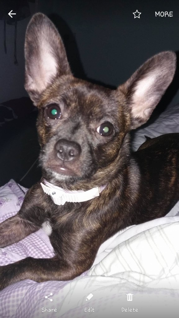 French bull dog x Chihuahua in Abergele, Conwy Gumtree