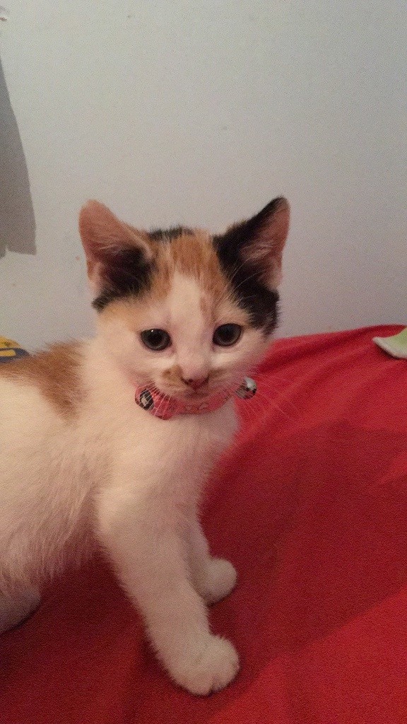 calico Kitten female in Oxford, Oxfordshire Gumtree