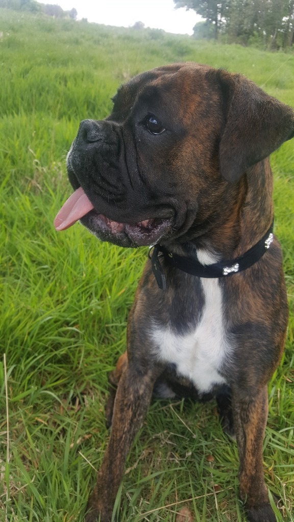 Boxer bitch for sale in Edinburgh Gumtree