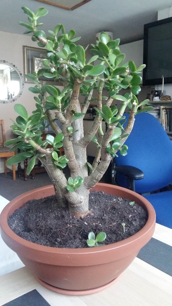 Money Plant Money Tree Jade Bonsai in Hayes, London Gumtree