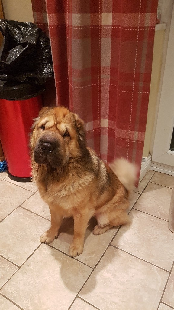 Male red bear coat shar pei in Hinckley, Leicestershire Gumtree