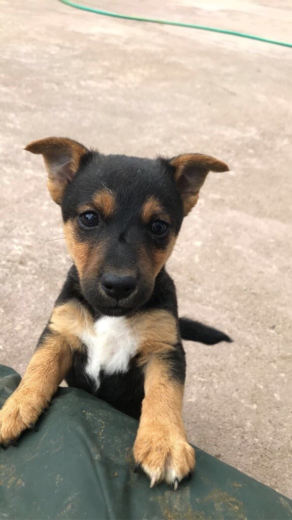 Lakeland Terrier/Jack Russel pups for sale | in Cookstown, County