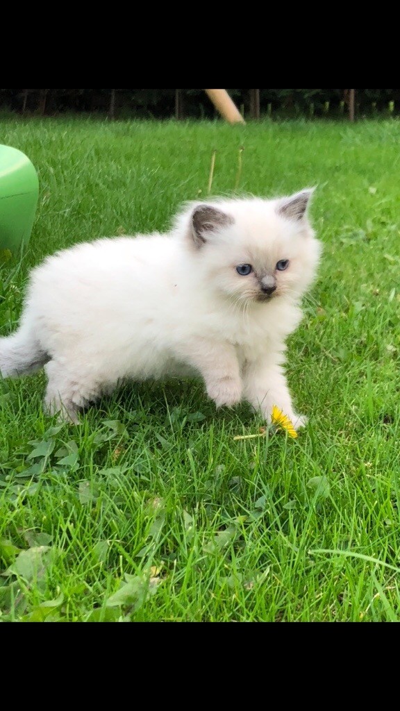 Adorable Ragdoll kittens in Falkirk Gumtree