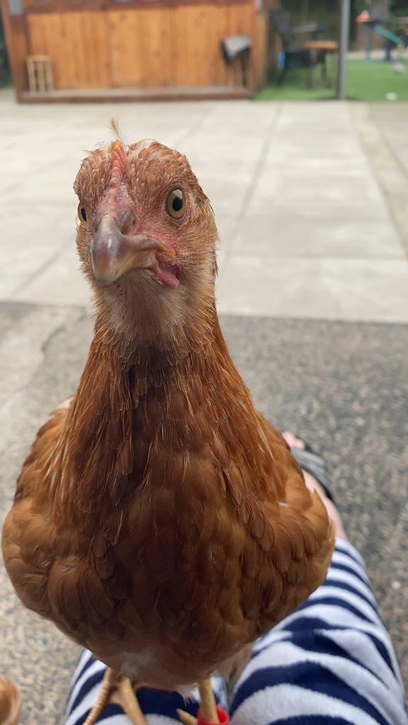 Chickens for sale in Hull, East Yorkshire Gumtree