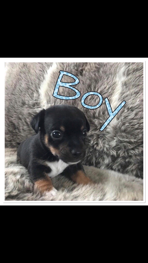 Jackawawa puppies for sale in Spennymoor, County Durham Gumtree