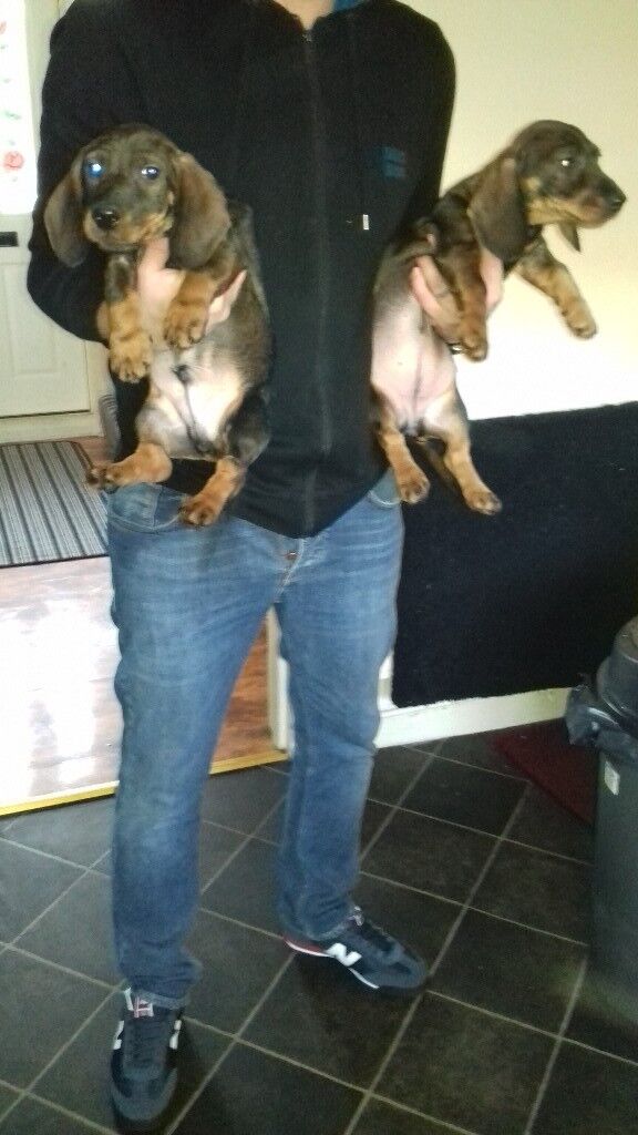 Standard wire haired dachshund puppies available for sale