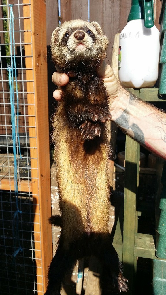 2 male (hob) ferrets for sale in Cupar, Fife Gumtree
