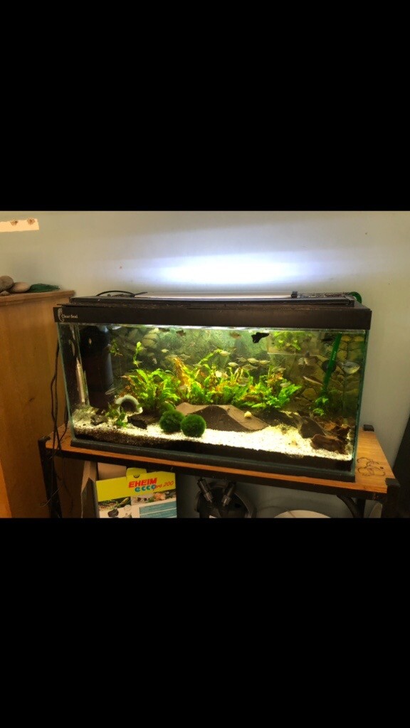 60l fish tank for sale in Witney, Oxfordshire Gumtree
