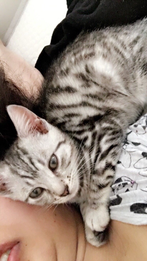 Bengali kitten in Alwoodley, West Yorkshire Gumtree