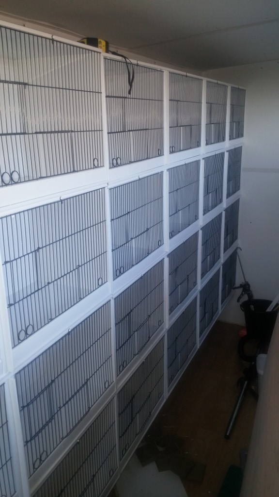 30 gloster canaries and breeding cages in Consett, County Durham