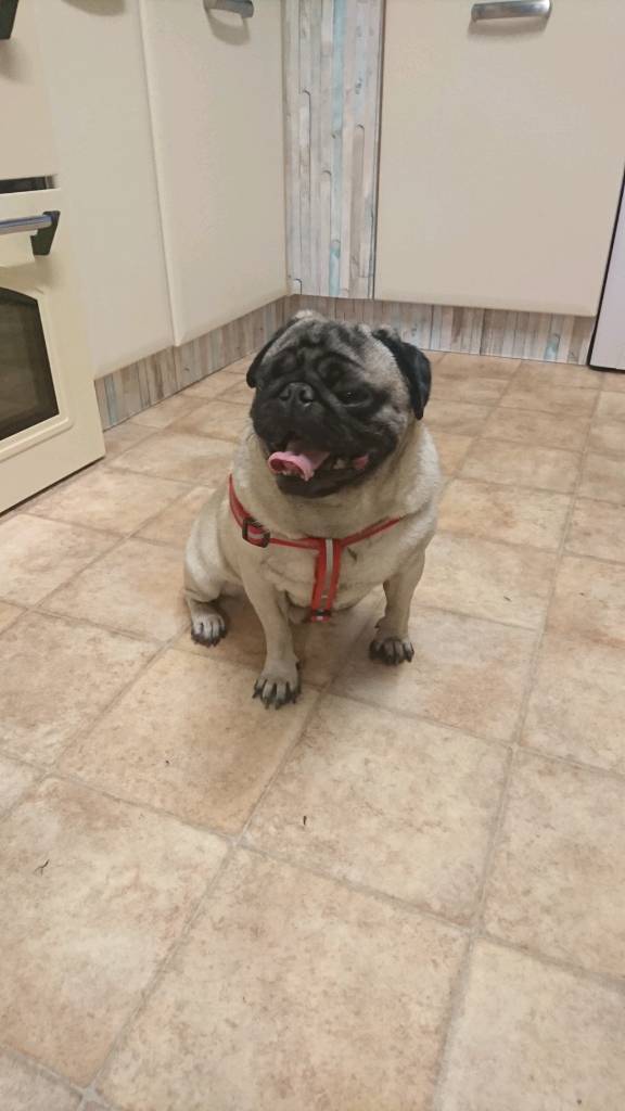 Pug needs new home in NewcastleunderLyme, Staffordshire Gumtree