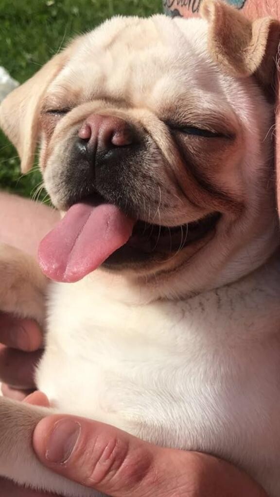 Stunning female pug in Holyrood, Edinburgh Gumtree